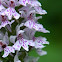 Common-spotted orchid