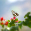 Citrus Swallowtail