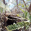 Verdin nest