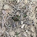 Flea Beetle