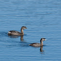 Pied-billed Grebe