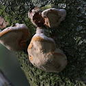 Ganoderma adspersum