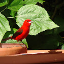 Brazilian Tanager