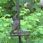 Common grackle