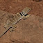 Great Basin Collared Lizard