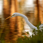 Great Egret