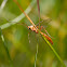 Wasp