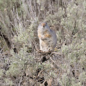 Uinta Ground Squirrel