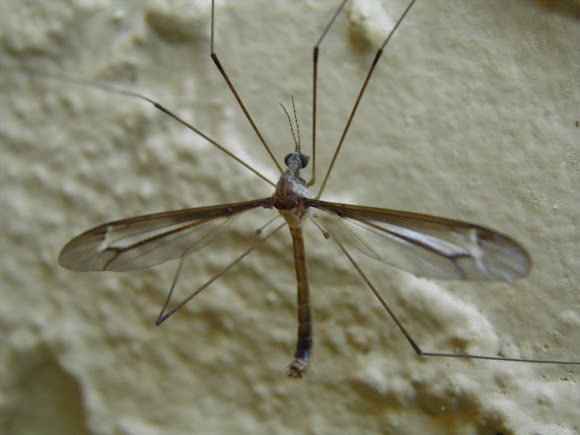 Spotting Image 1