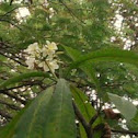 Jasmine/ Jasmim