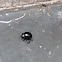 Unknown spotting