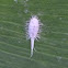 Mealybug