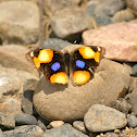 Yellow Pansy