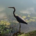 Great Blue Heron