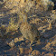Grey-winged Francolin