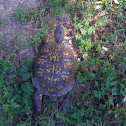 Box Turtle