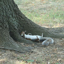 Eastern gray squirrel