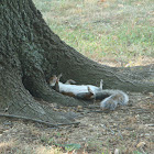 Eastern gray squirrel