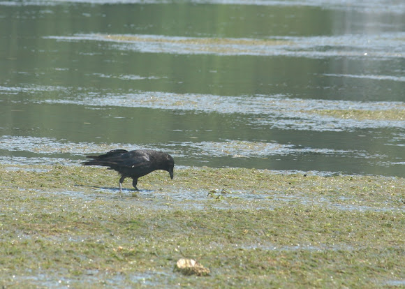 Spotting Image 1