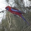 Crimson Rosella