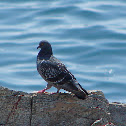 Rock Pigeon