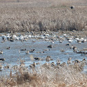 Greater white-fronted goose