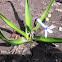 Hyacinth