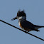 Belted Kingfisher