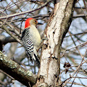 Red-bellied Woodpecker (adult male)