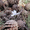 Crocus