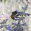 western honeybee