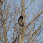 Common Buzzard