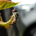 Mosca de las Flores