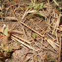 Wolf Spider