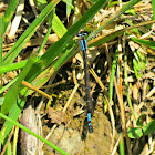 Tule Bluet