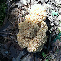 Sparassis crispa