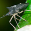 Stink Bug