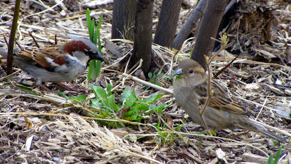 Spotting Image 1