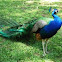 Pavo real de pecho azul