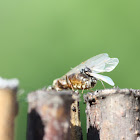 Common ant