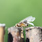 Common ant