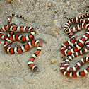Pale Milksnake