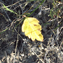 Unknown spotting