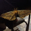 Gum Moth