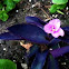 Purple Heart