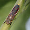 Glassy-winged Sharpshooter /Smoke Tree Sharpshooter