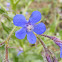 Buglossa