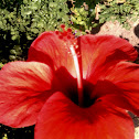 Hibiscus