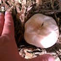 Meadow Agaricus