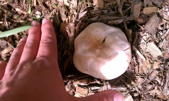 Spotting Image 1